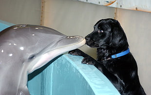 black dog kissing gray dolphin HD wallpaper